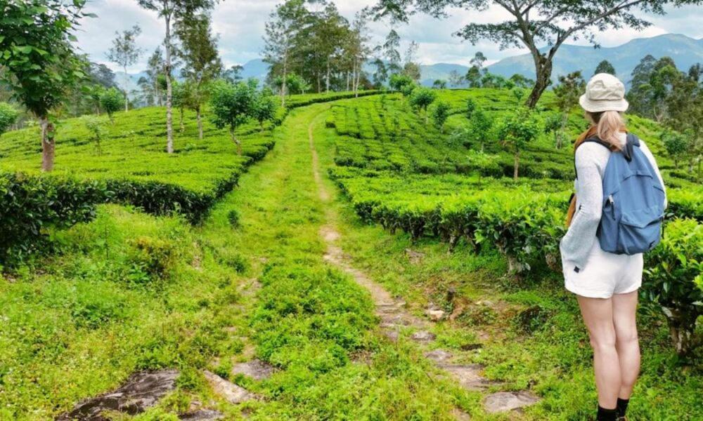 Tea Leaf Retreat Διαμέρισμα Κάντι Εξωτερικό φωτογραφία